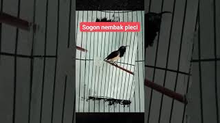 Download Lagu Sogon isian pleci #sogonmateri #pleci #sogonlomba #sogokontong #bird #mangkicauoffecial #kicaumania MP3