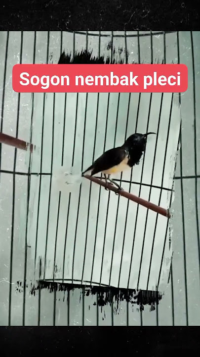 Sogon isian pleci #sogonmateri #pleci #sogonlomba #sogokontong #bird #mangkicauoffecial #kicaumania