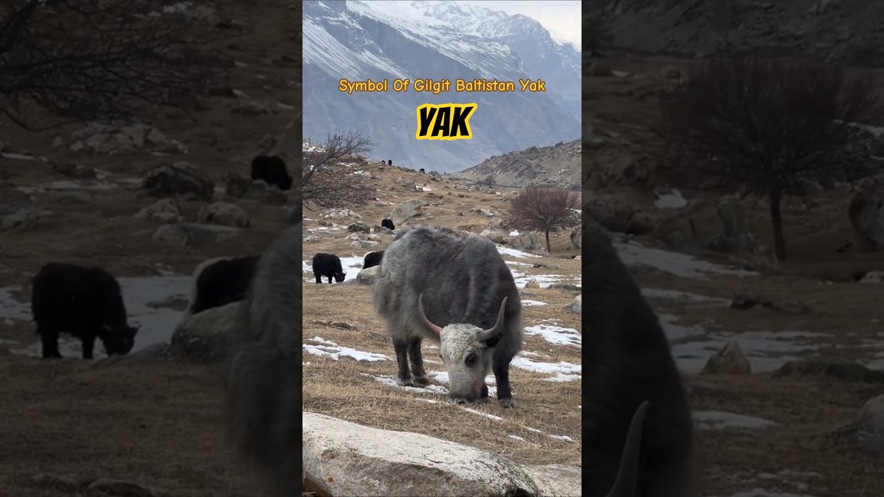 Yak the Identity of Gilgit Baltistan Pakistan 🇵🇰 | Discover North 