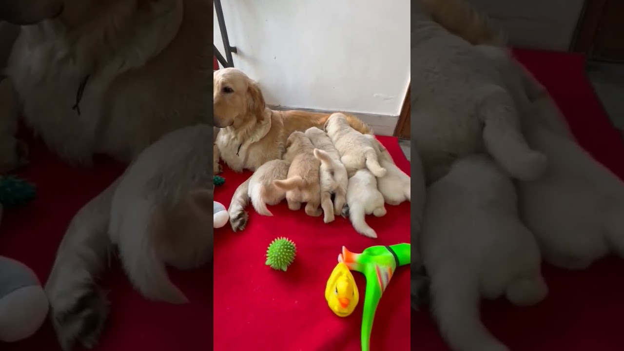 golden retriever puppies drinking  milk her mother 