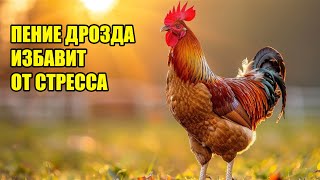 ДРОЗД ,ЕГО ПЕНИЕ СНИМЕТ НЕРВНОЕ НАПРЯЖЕНИЕ,УСПОКОИТ,ПОДАРИТ РАДОСТЬ,УМИРОТВОРЕНИЕ И ПОКОЙ