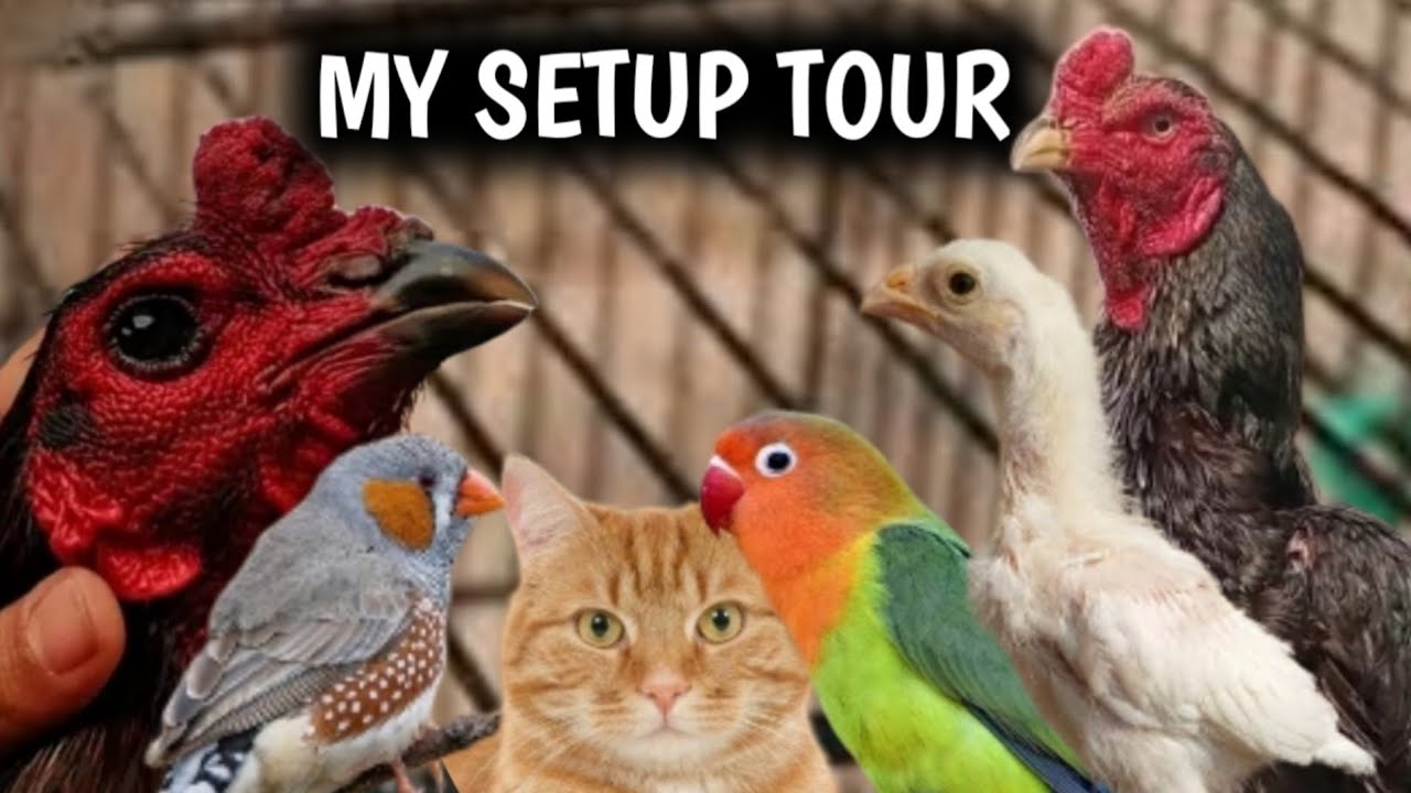 Bhai mery setup ka full tour ker lo🤗 || my master cage setup tour || my whole setup tour