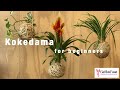 Kokedama for Beginners