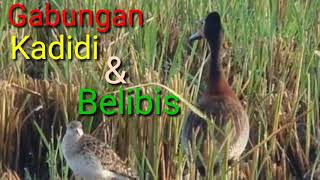 Suara pikat burung malam gabungan Trinil/kadidi dan belibis