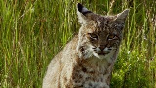Bobcat Stalks a Pocket Gopher | North America