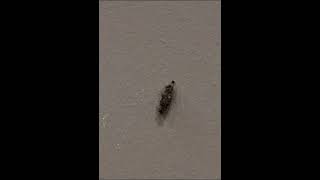 Bagworm crawling on the wall   10x speed   Google Photos vintage movie effect 20250804 191604