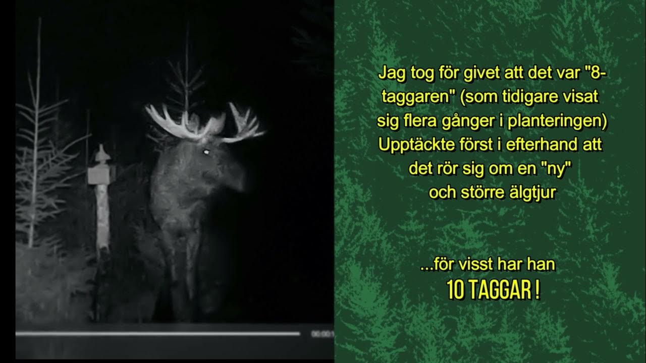 "Den största älgtjuren hittills!" ÄLGJAKT på Småland 2023 YouTube