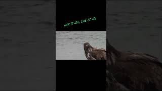 Eagle Let it Go, Let it Go #newfoundland #wildlife
Hunt4fish here on the Rock, Newfoundland, Canada. Some of the stuff on this channel hunting ,fishing, snowmobiling, flying, bushcraft and more. Have a look, like and sub! Eagle Let it Go, Let it Go #newfoundland #wildlife