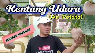 Kentang Udara ( Air Potato )