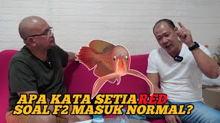 SETIA RED PONTIANAK,MASTER OF SUPER RED  AROWANA GROOMING.