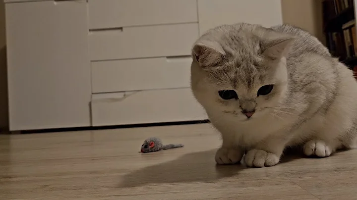 Watch the video about Charming Chinchilla Cats