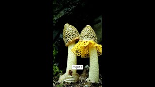 Language of Nature