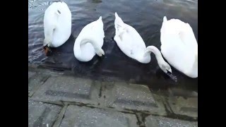 ラッキー親子勢ぞろい　20151220　手賀川浅間橋上流のハクチョウ白鳥スワンSWANS
