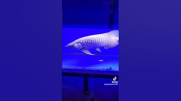 Cá rồng | bối gold bối tím ngân long abino bối đầu vàng | #carong #arowana @tàinuôicá