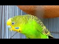 Budgie's occasional talking in the sunny weather🦜🦜🦜#birds #budgies #birdlovers #pets #youtube