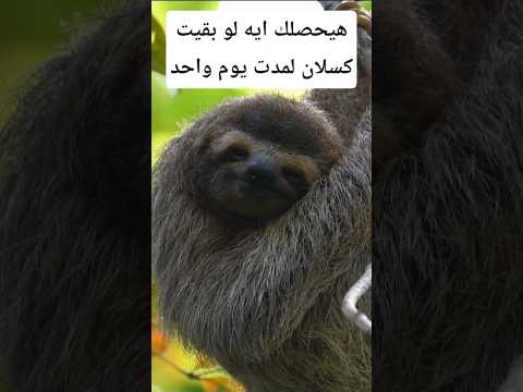 هيحصلك إيه لو بقيت كسلان يوم واحد معلومات اكسبلور   معلومات غريبة 