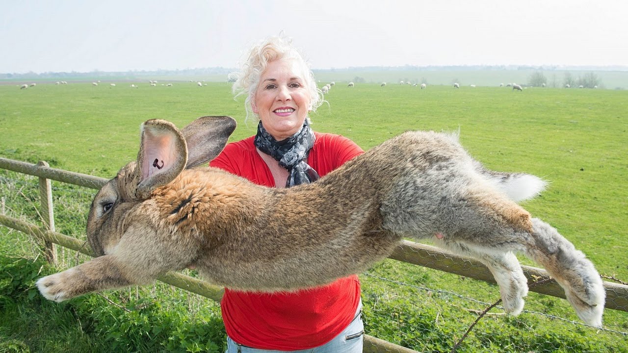 10 Abnormally Large Animals That Actually Exist | TENFOLD | 