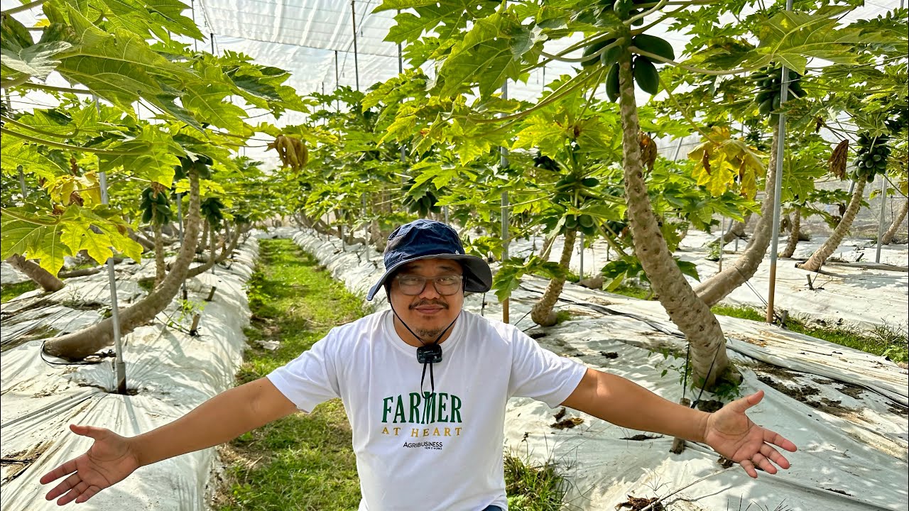 Papaya Farming sa Taiwan GUGULATIN KA! Naka Kulambo? Tubig pang Dilig - Purified? 6 Years PAKINABANG