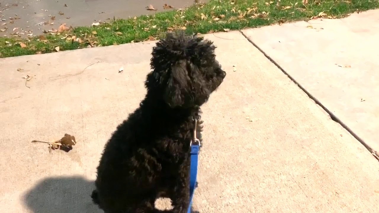 Tips on working with Gentle Leader YouTube