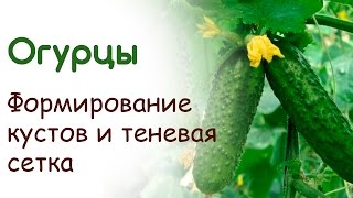 Выращивание огурцов. Формирование кустов(В этом видео расскажу и покажу как выращиваю огурцы в открытом грунте. Теневая сетка, шпалера, прищипывание..., 2015-06-17T22:21:52.000Z)