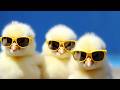 Los Pollitos Dicen Pío Pío 🐥 | Kids Songs & Canciones Infantiles para Niños