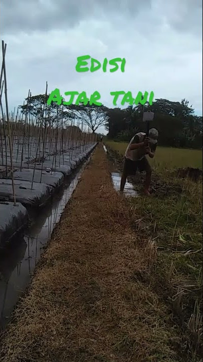 macul minggiri,sebelum ditraktor