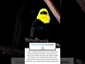 Yellow-Headed Blackbird part 10