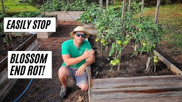 How To Stop Blossom End Rot On Tomatoes |5 Simple Tips|