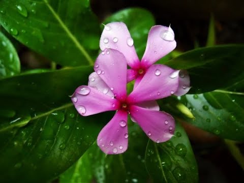 Come far crescere, impianto e cura di Catharanthus roseus (Madagascar Pervinca)
