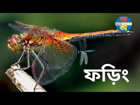 ভিডিও: দে কি ফড়িং মারবে?