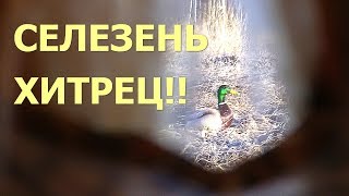 Охота с подсадной уткой. Селезень хитрец. День 4й.