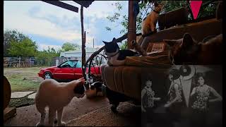 Mister Postman With Lyrics