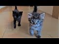 【保護猫】そろそろ断乳?後追いをしてミルクアピールする子猫たち