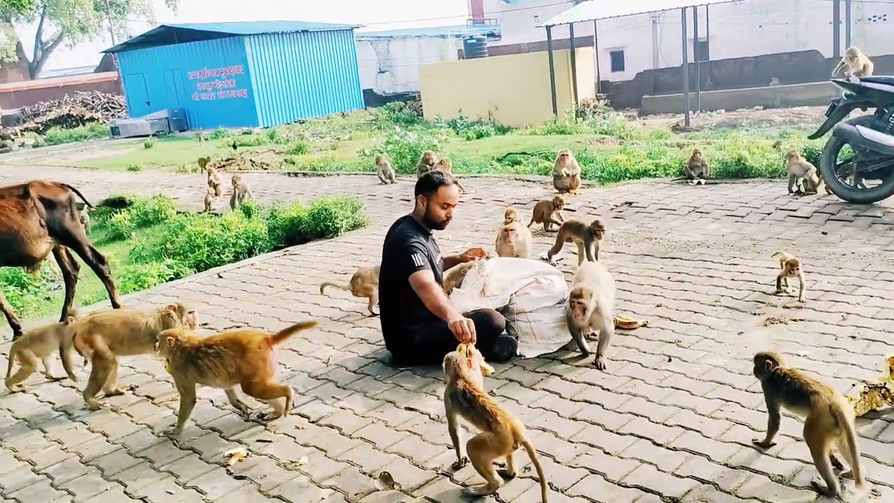 Feeding Bananas to Monkeys Again 🍌 | Daily Social Work | Arising Art Foundation