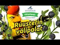 Vlipalapaja ruusterin vlipalat