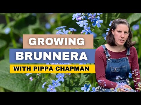 Video: Brunnera in crescita - Cura delle piante per Brunnera Macrophylla