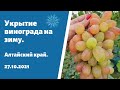 Укрытие винограда на зиму. Алтайский край. 27.10.2021