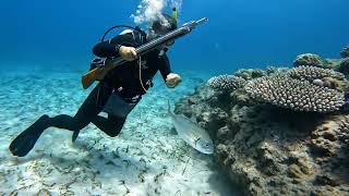 🤿 POV Spearfishing: Catching Octopus & Giant Lobster