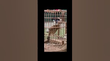 Chim hoạ mi hót - Chinese hwamei bird sings  #birds #wildlife #animals