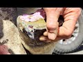 Massive abcess  trimming lame horse  poor horse needed help  hoof transformation  so satisfying