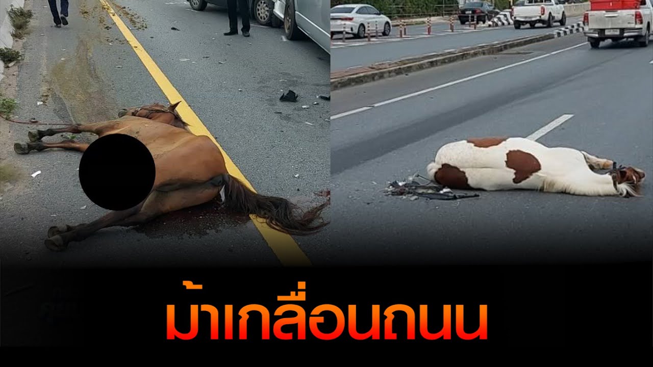 ม้าเกลื่อนถนน!!