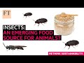 Insects: an emerging protein source for animal feed | Rethink Sustainability