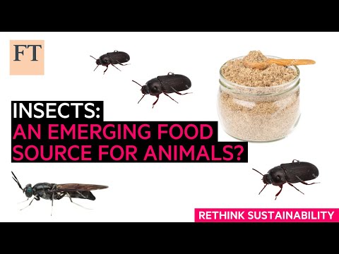Insects: an emerging protein source for animal feed | Rethink Sustainability