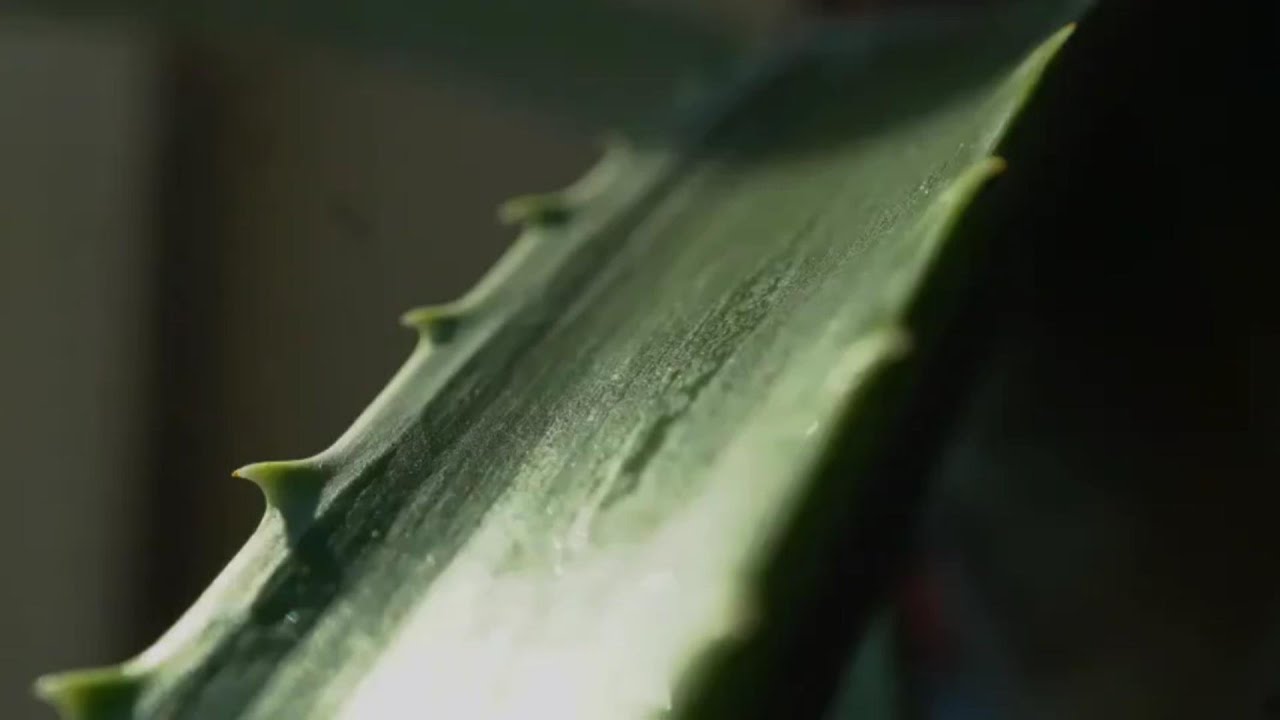 Az Aloe vera gyógyító ereje