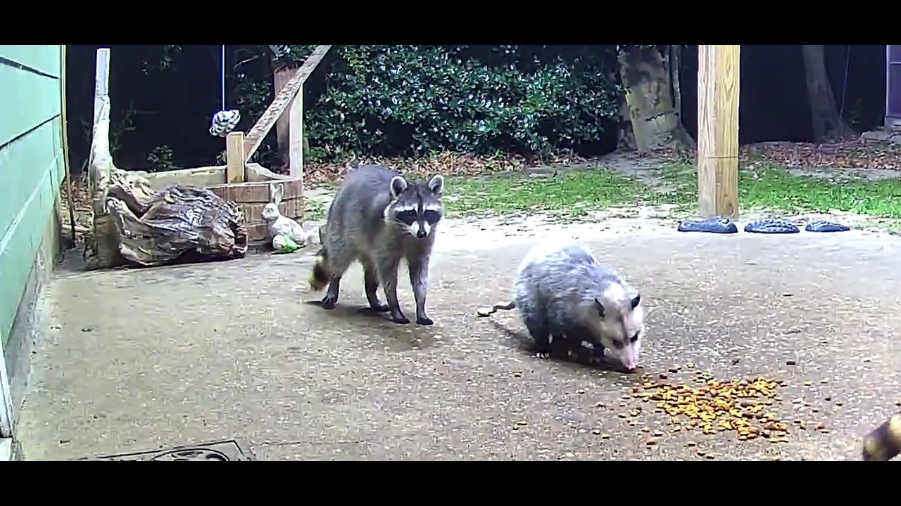 Raccoon is Fascinated by Opossums Tail—FUNNY 