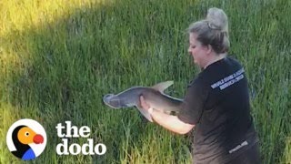 Woman Rescues A Baby Shark | The Dodo