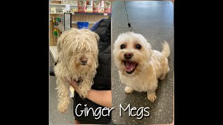 Maltese X - Ginger Megs's Dog Grooming Trans-Fur-Mation by Dog Grooming Trans-fur-mations 39 views 3 years ago 3 minutes, 36 seconds