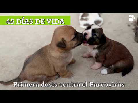 Video: Vacunas Para Cachorros