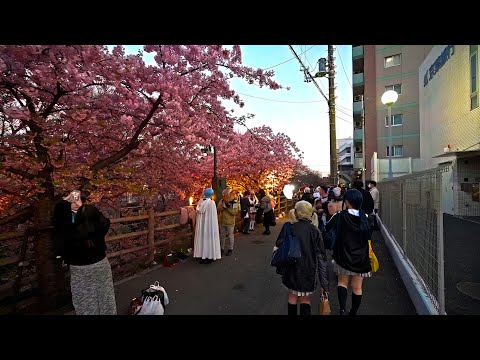 Day to night Sakura walk in Chiba Matsudo with cosplay event・4K HDR