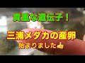 メダカの産卵始まる！！ [ライフ通信]8月号